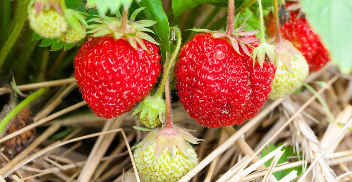 Strawberries on Hay